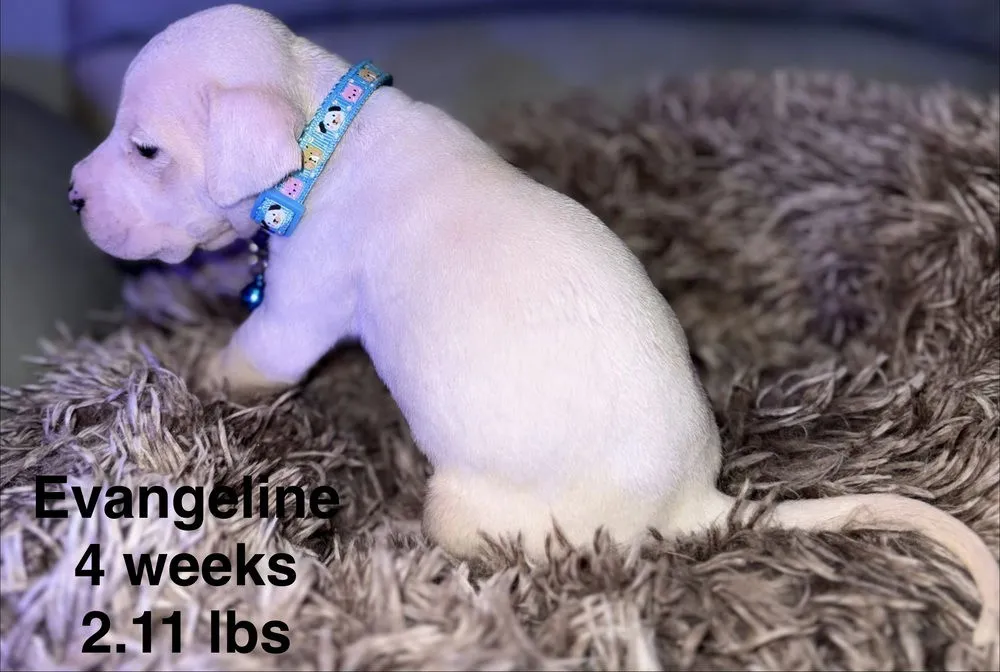 Evangeline - Photo 3