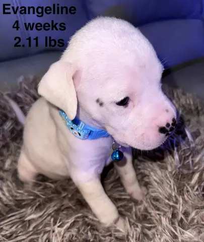 Evangeline thumbnail 4