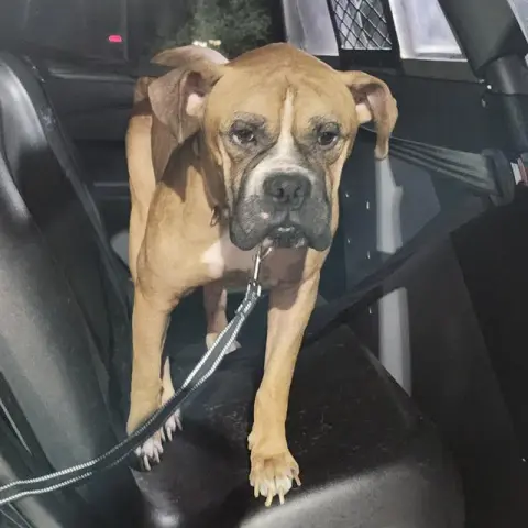 Bruno