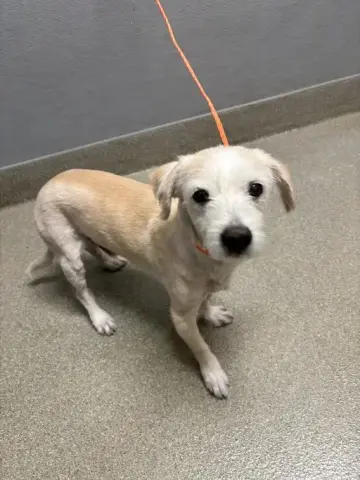 Chapo