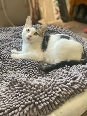 Minnie