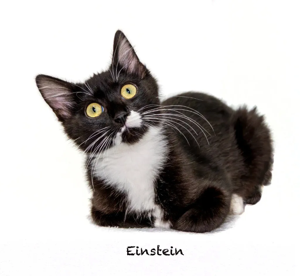 Einstein - Photo 1