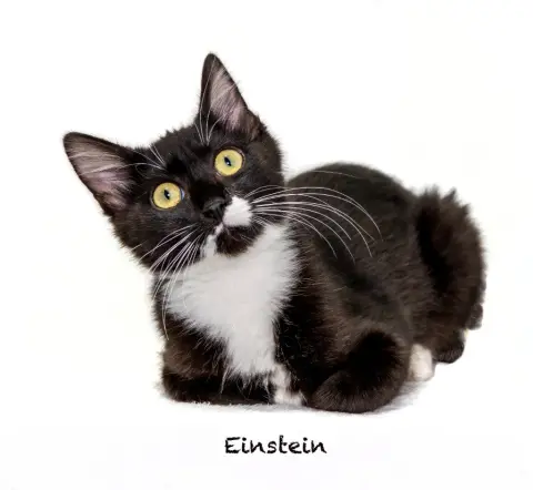 Einstein