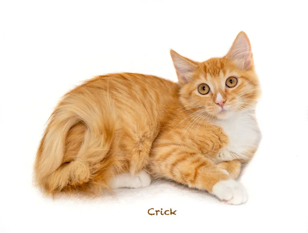 Crick - Photo 1