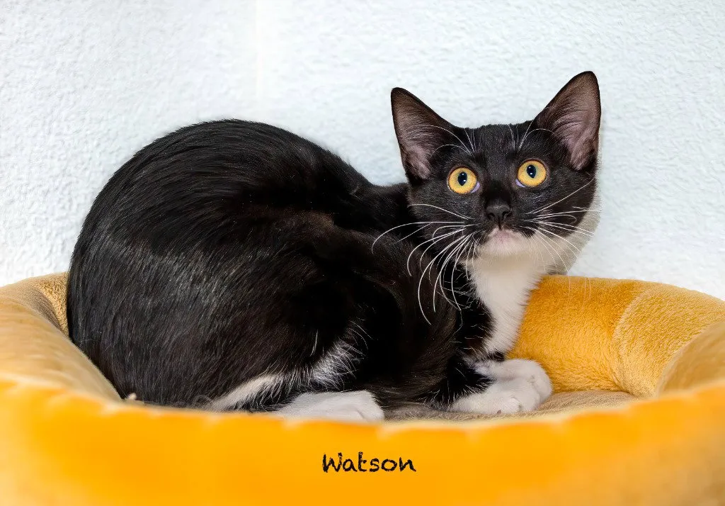 Watson - Photo 1