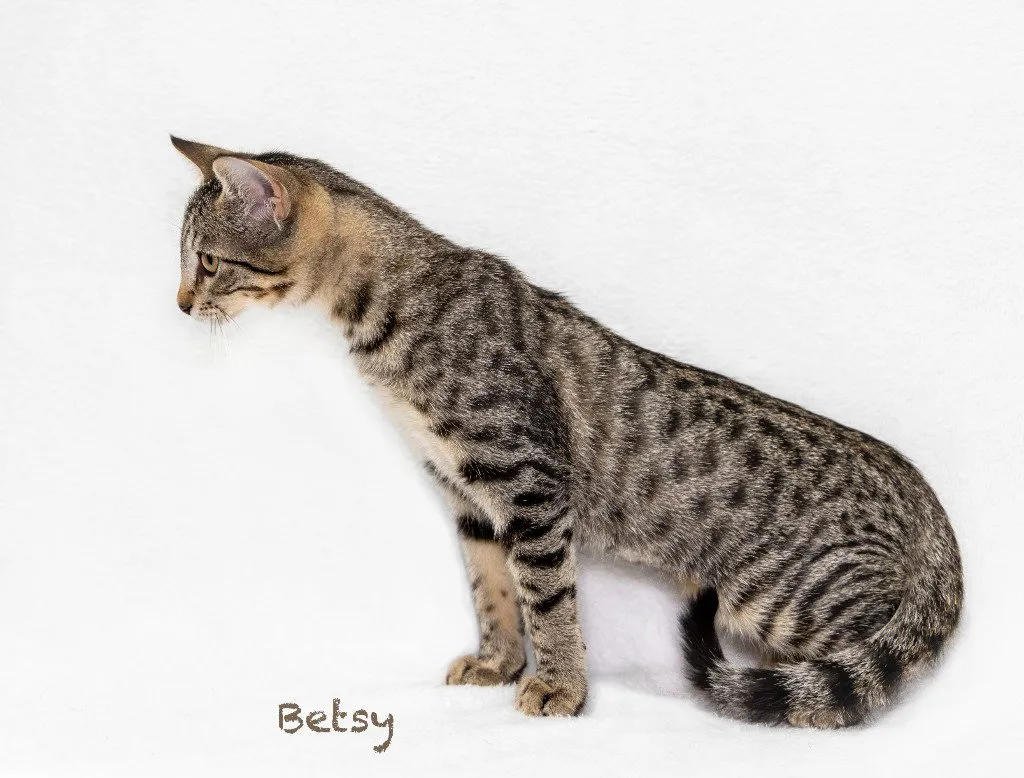 Betsy - Photo 1