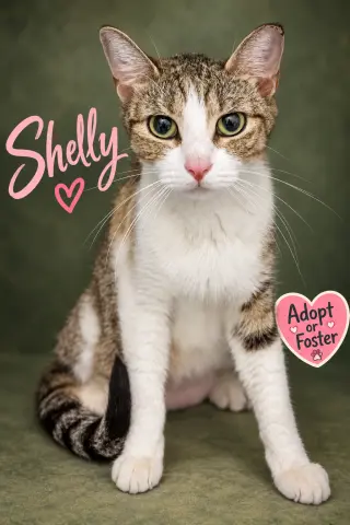 Shelly
