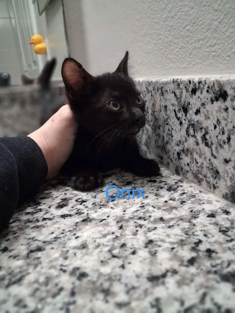 Onyx - Photo 1