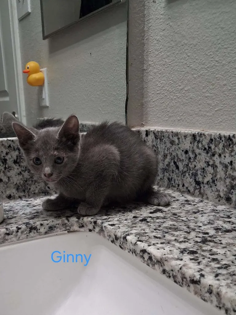 Ginny - Photo 1