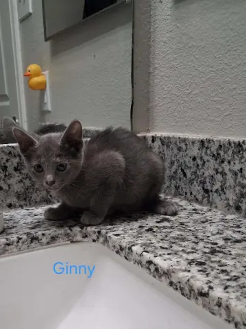 Ginny