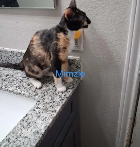 Mimsy