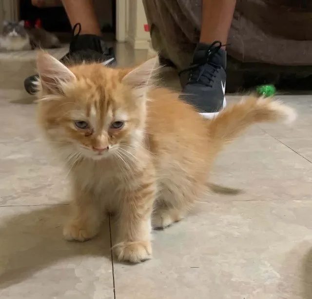 Kitten - Photo 1