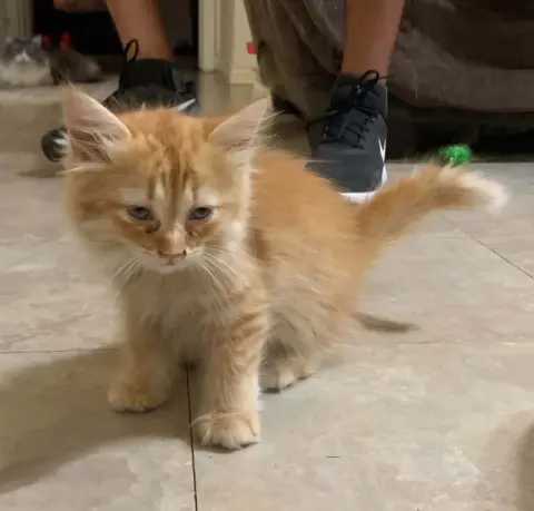 Kitten
