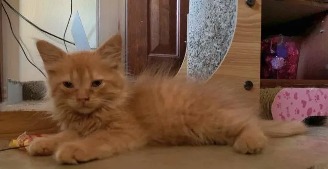 Kitten - Photo 1