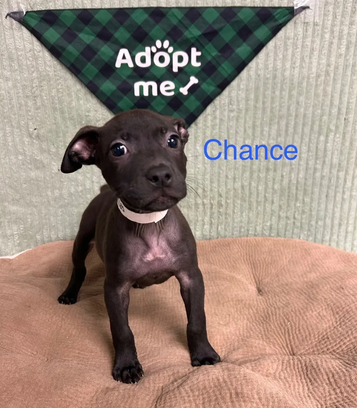 Chance - Photo 1