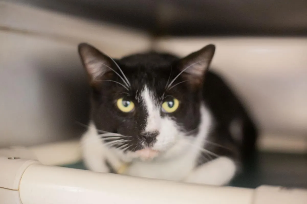 Tux - Photo 1