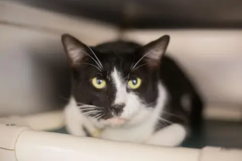Tux