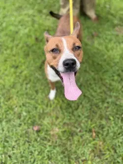Bambi