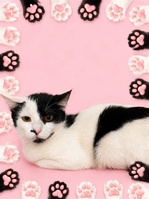 Bella - Photo 1
