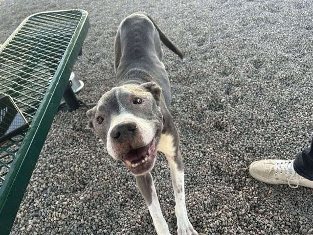 Tyson - Photo 1