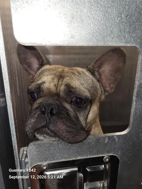 Frenchie - Photo 1