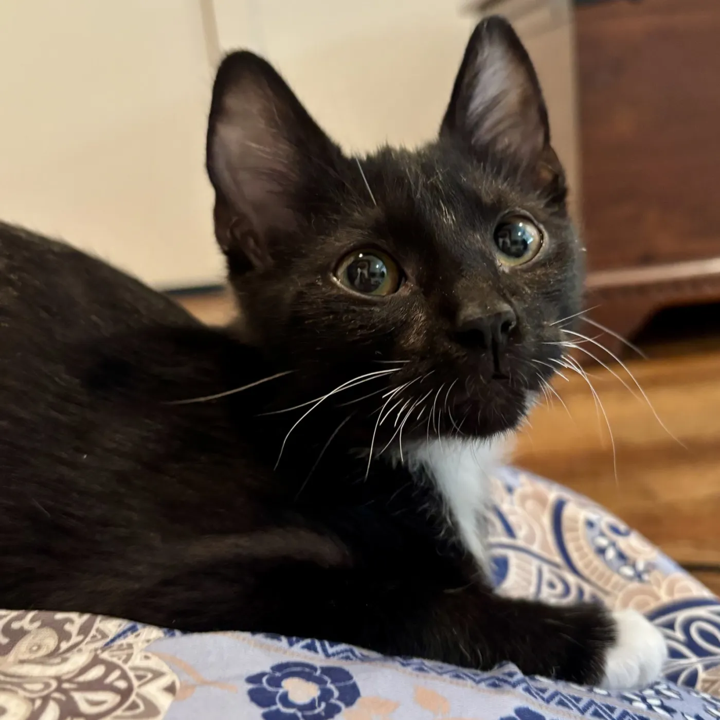 Milo - Photo 1