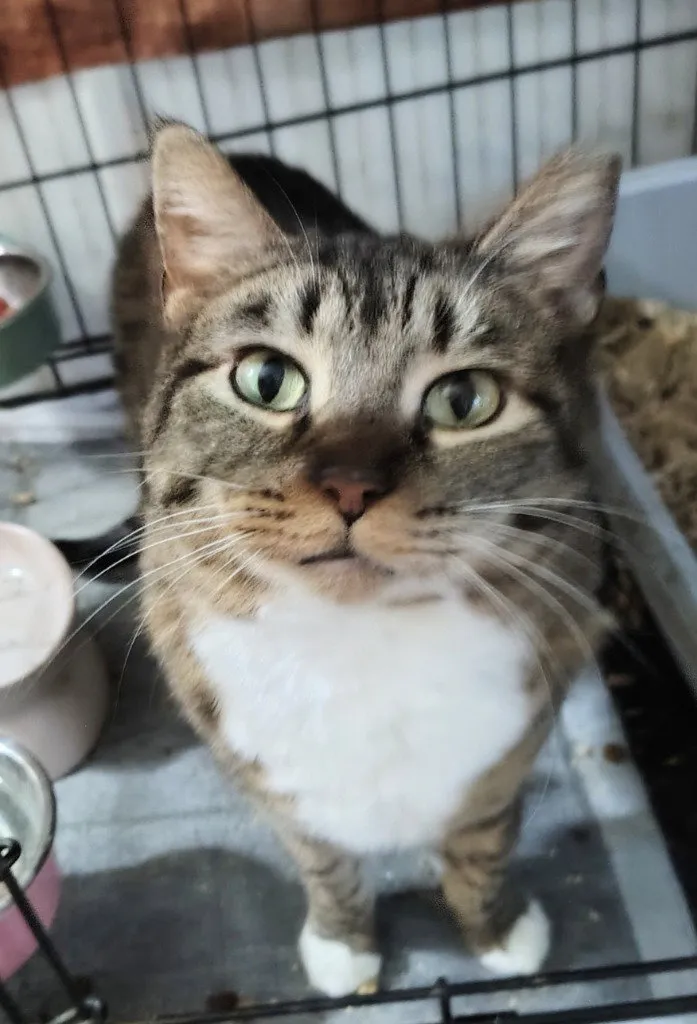 Nala - Photo 1