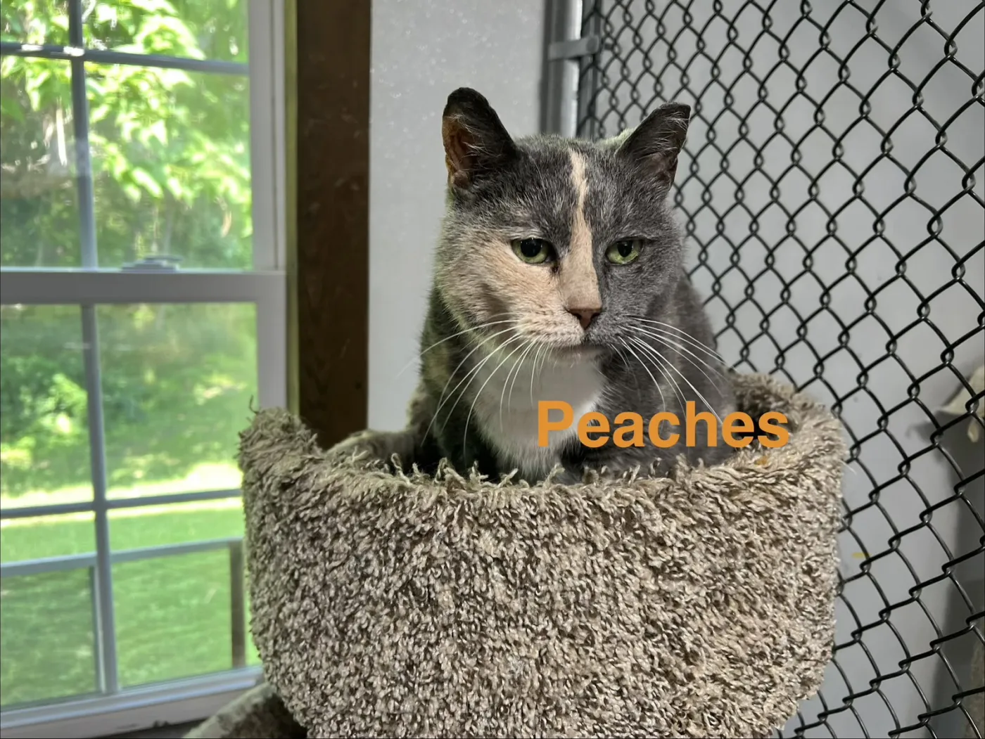 Peaches - Photo 1