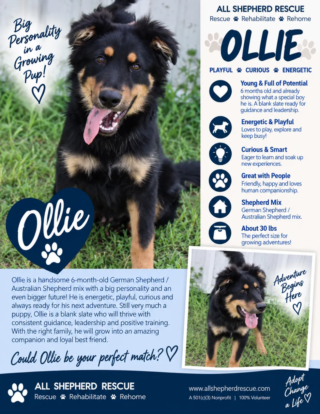 Ollie - Photo 1