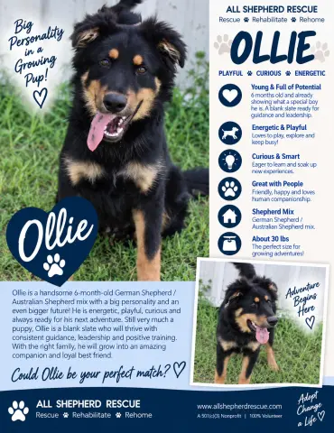 Ollie
