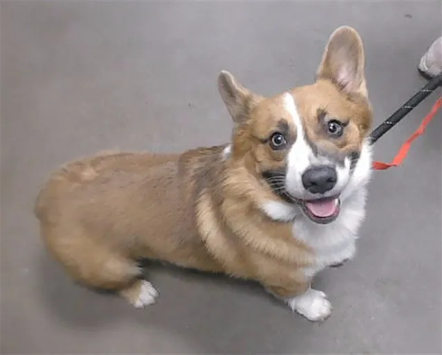 Mochi - Photo 1
