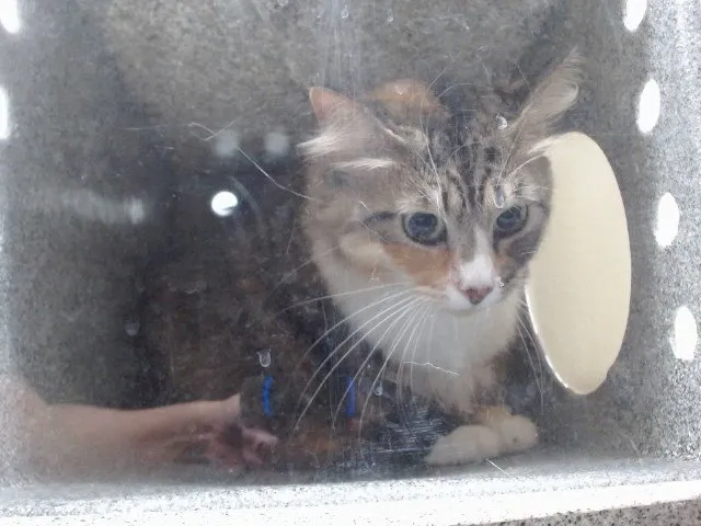 Coco - Photo 1