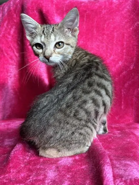 Lentil - Photo 1