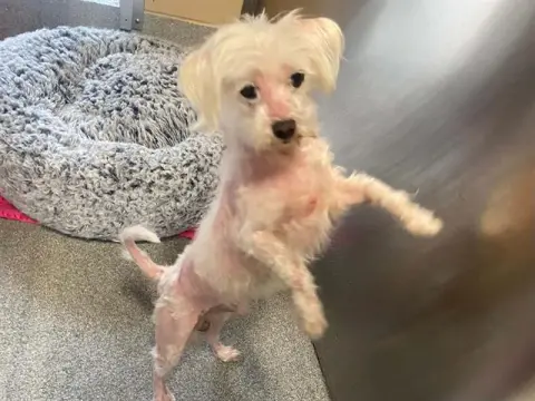 Osito