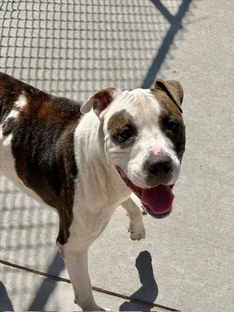 Parker - Photo 1