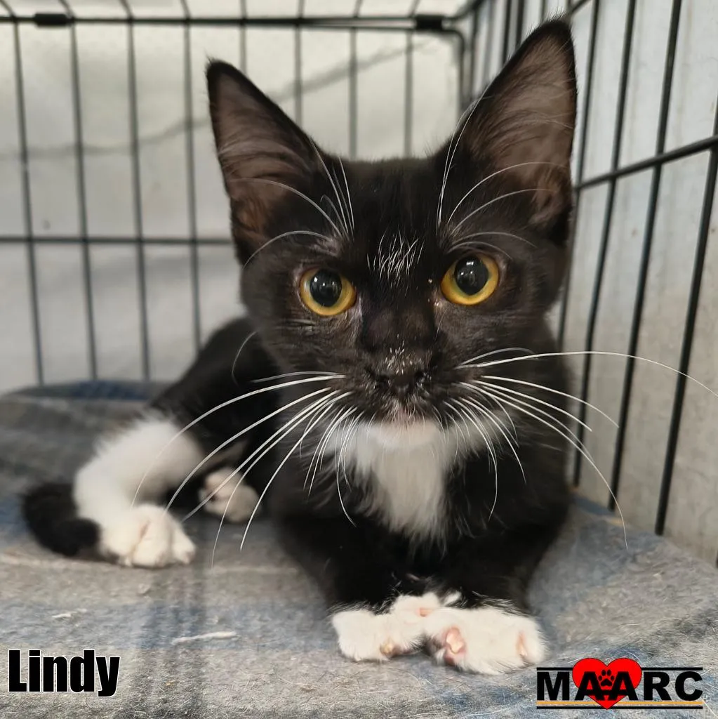 Lindy - Photo 1