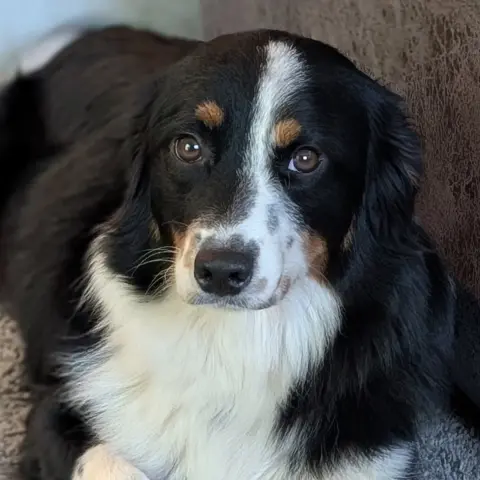 Ivy
