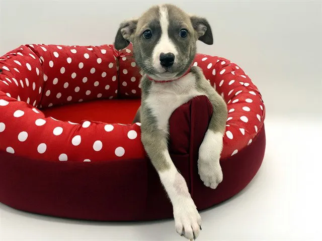 Cocopuﬀ - Photo 1