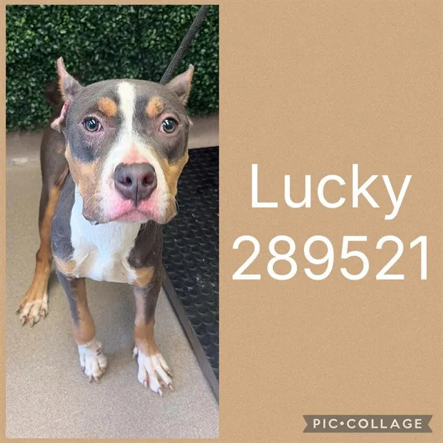 Lucky - Photo 1