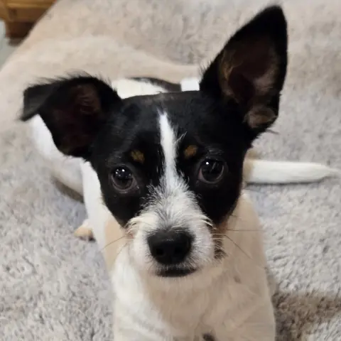 Mateo