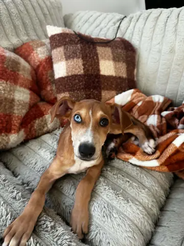 Penny