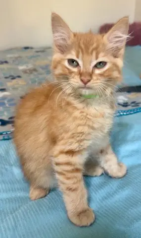 Abra