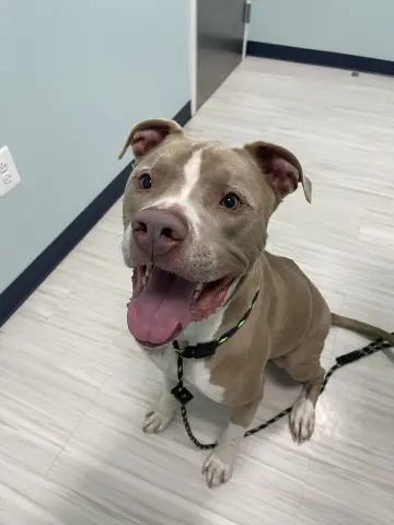 Sasquatch thumbnail 2