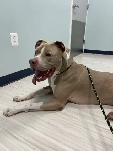 Sasquatch thumbnail 3