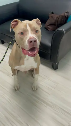 Sasquatch thumbnail 4