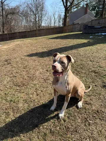 Sasquatch thumbnail 5