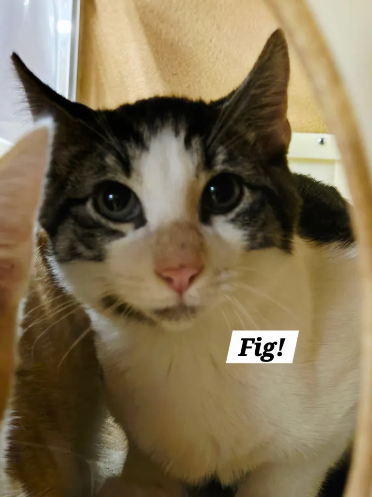 Fig - Photo 1