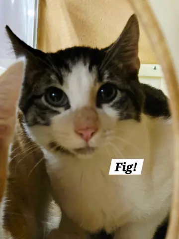 Fig