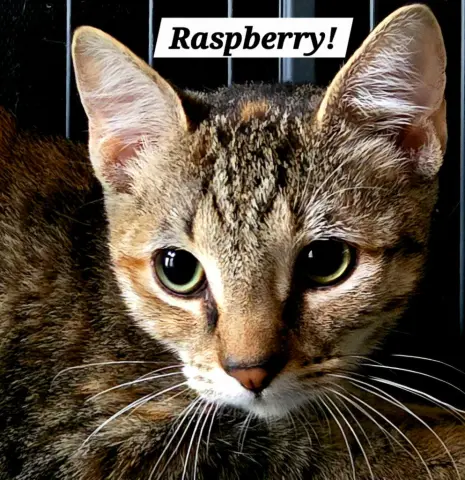 Raspberry