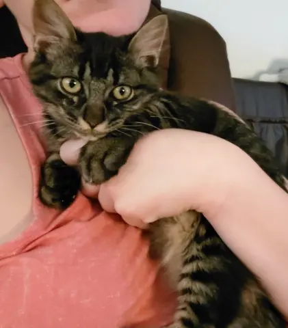 Samson
